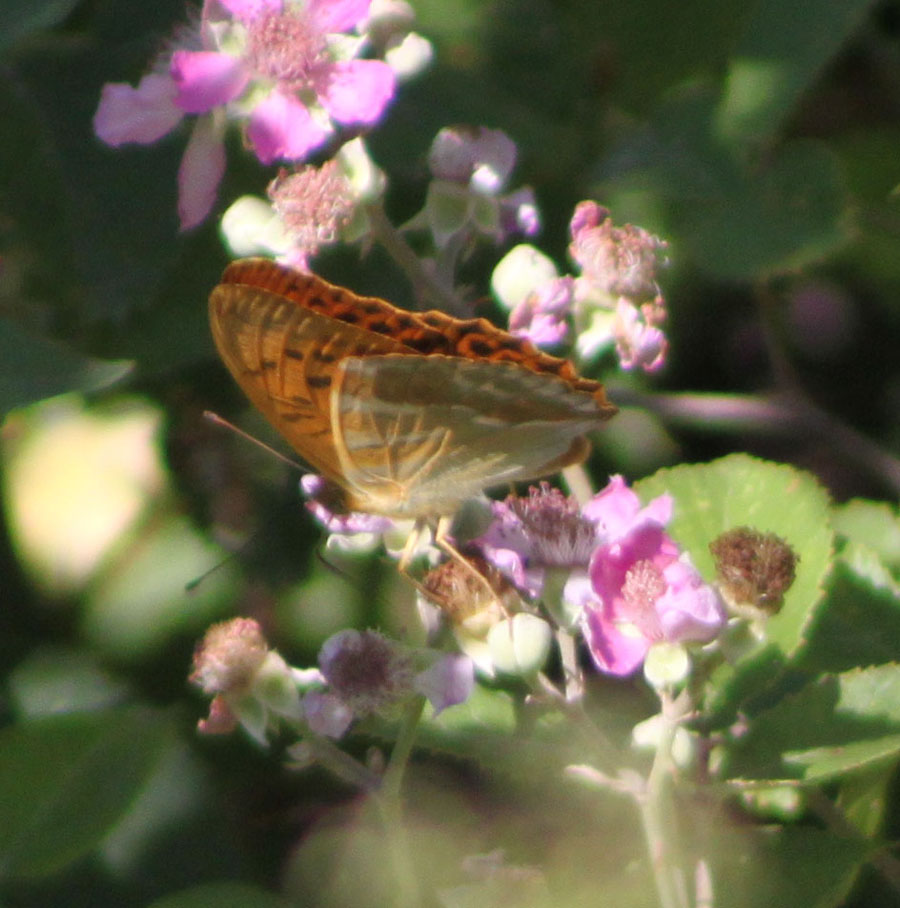 Argynnis paphia ?